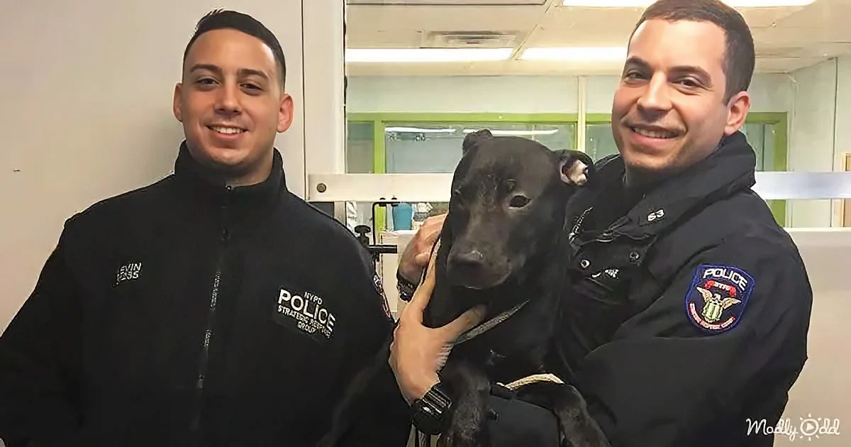 Two police officers in black jackets hold a black dog, smiling in a room with glass windows.