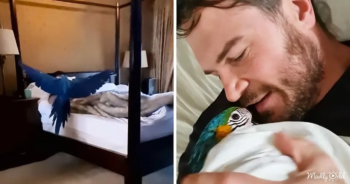 A blue parrot perches on a bed, while a man holds it close, both appearing relaxed and content.