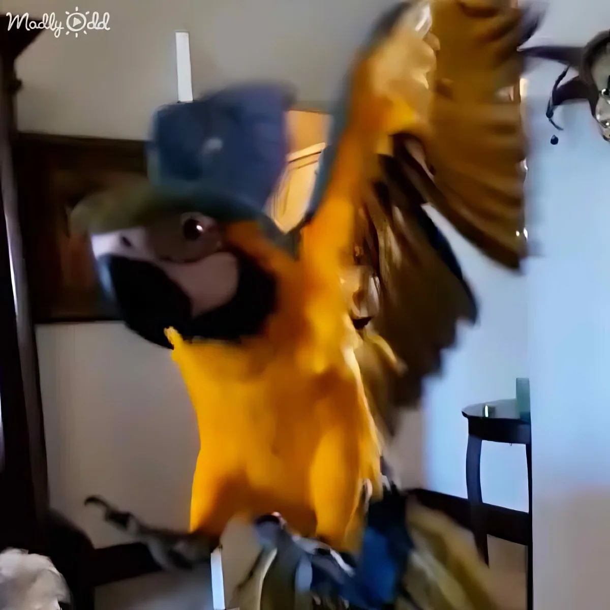A colorful parrot wearing a blue hat perches on a person's hand indoors.