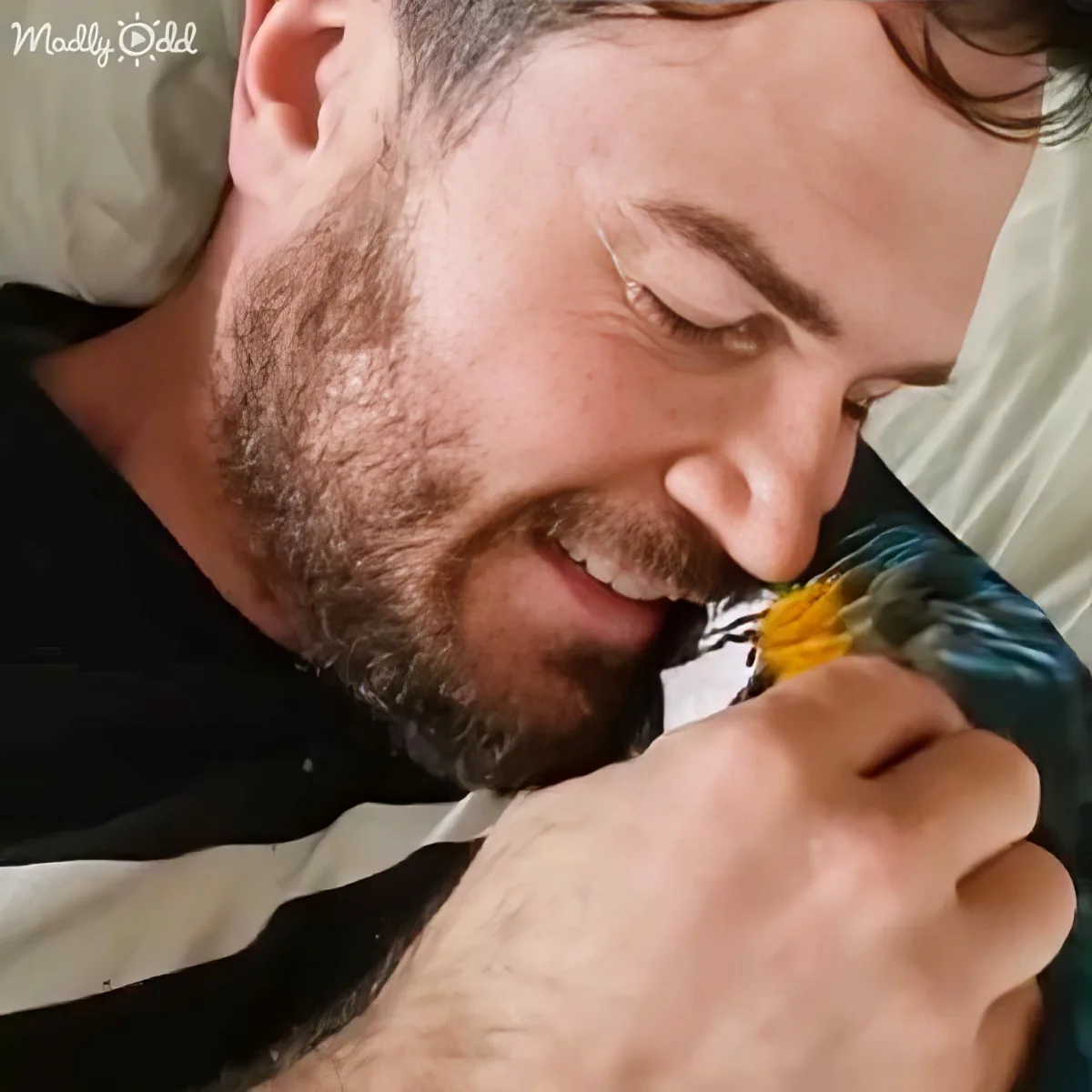 A man with a beard and mustache is holding and gently kissing a colorful parrot.