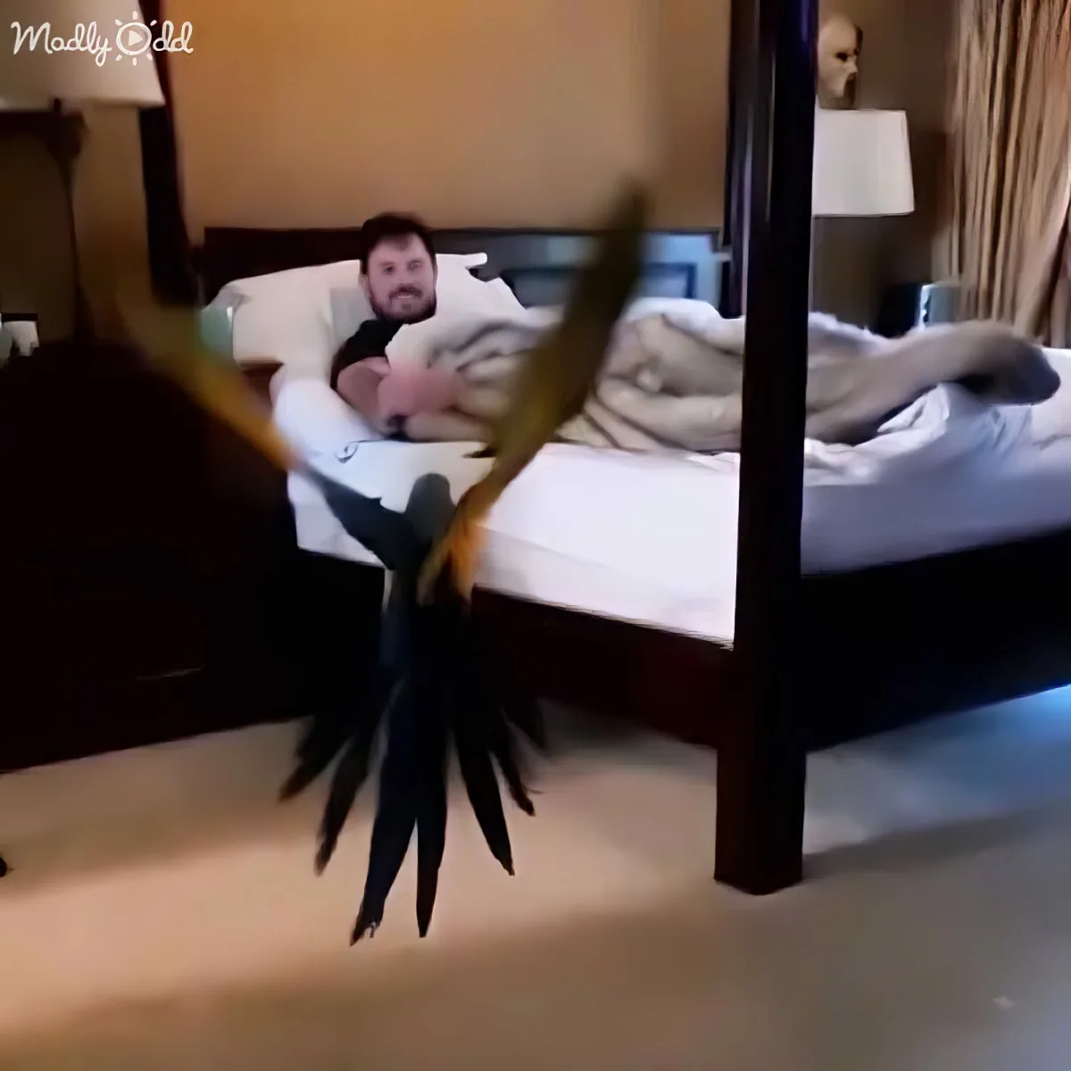 A person is lying on a bed with a bird perched on their hand, both in a dimly lit room.
