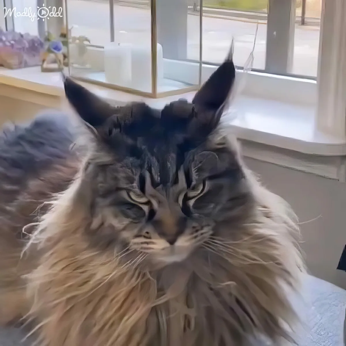 A fluffy, long-haired cat with striking blue eyes sits calmly, gazing directly at the camera.