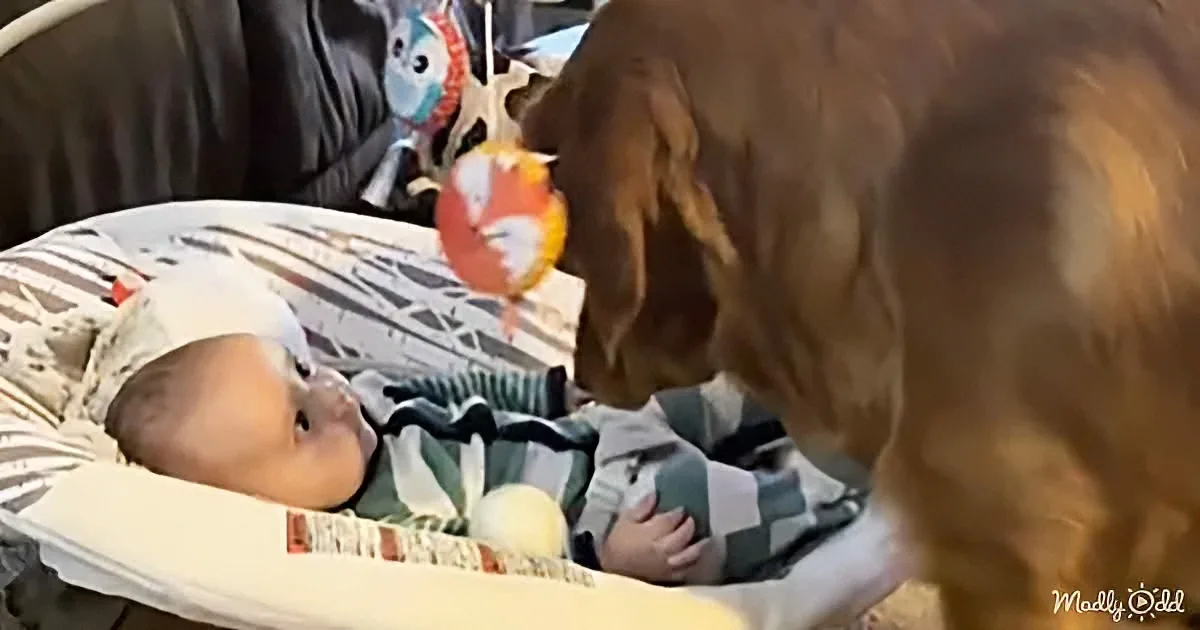 A baby in a crib looks up at a dog sniffing near the crib.