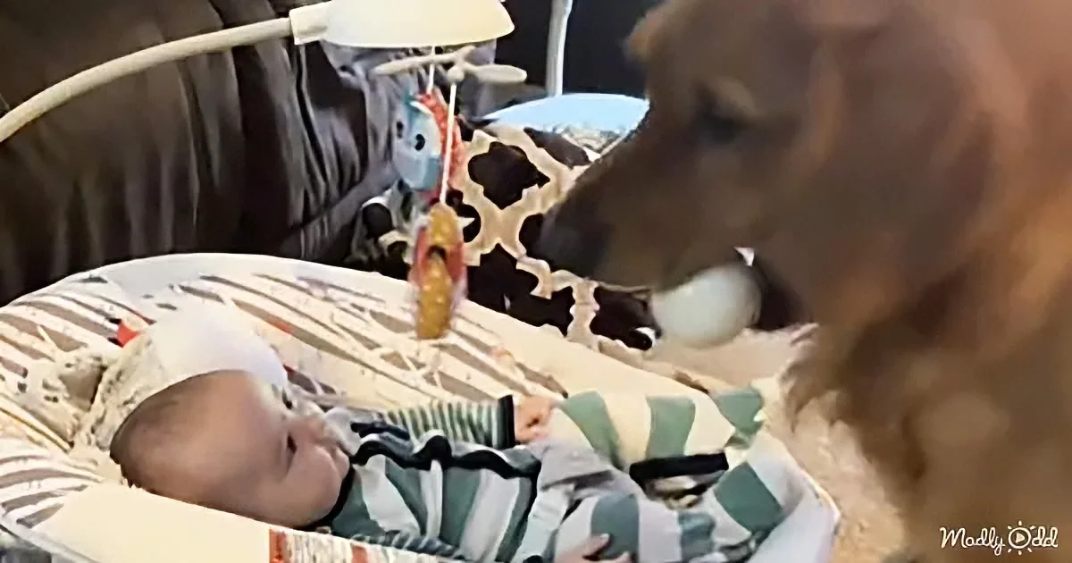Baby and dog