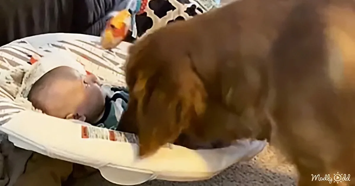Baby and dog