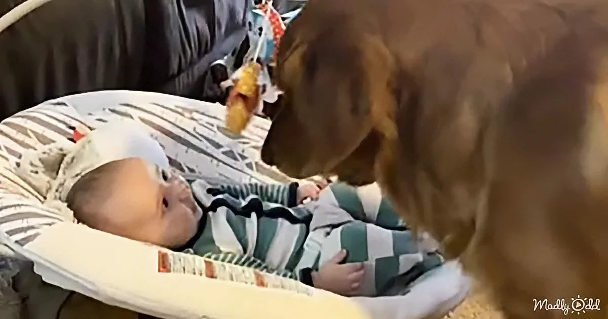Baby and dog