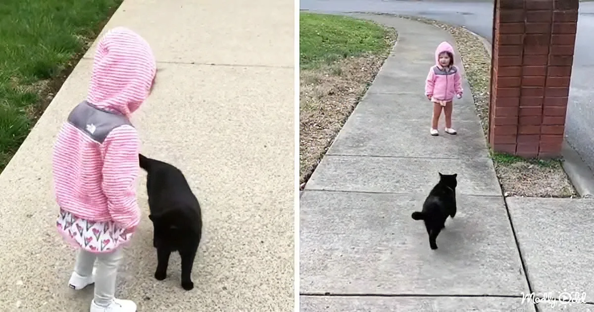 A little girl in a pink hoodie and white pants stands on a sidewalk facing a black cat, both appearing curious.