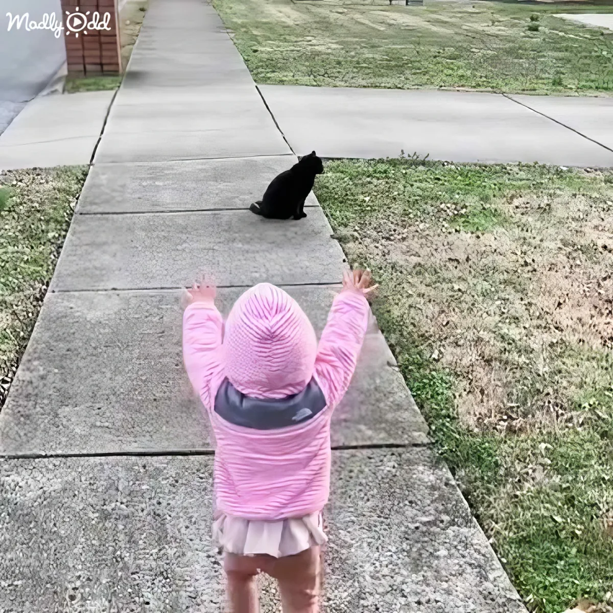 A toddler in a pink hoodie and skirt stands on a sidewalk, arms raised, facing a black cat sitting on the grass.