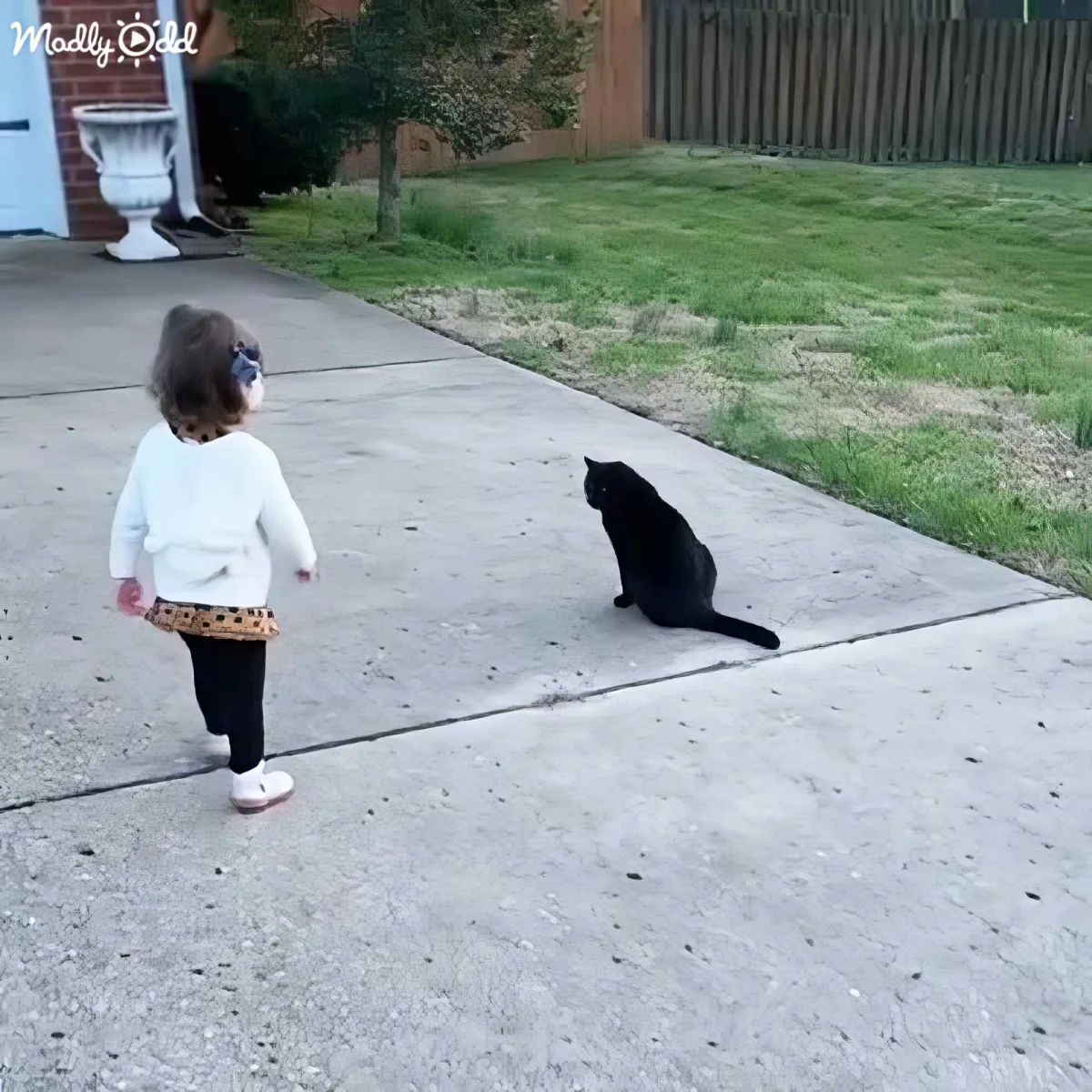 A toddler in a white sweater and black pants walks on a concrete path towards a black cat sitting on the same path.