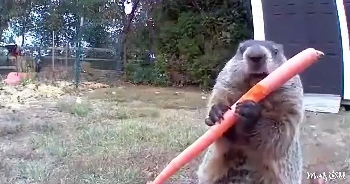 A groundhog holds a large carrot in its paws, standing in a grassy yard with trees and a shed in the background.