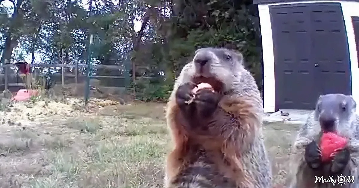 A groundhog holds a piece of food in its paws, standing on its hind legs in a grassy yard.