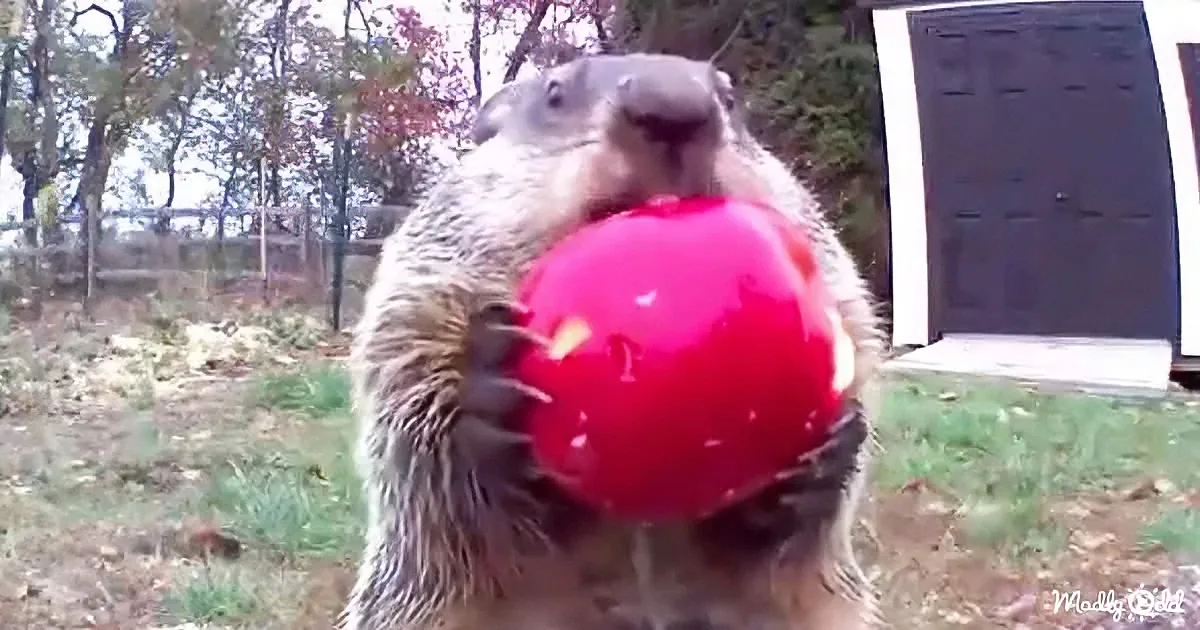 A groundhog holds a red ball in its paws, standing outdoors near a house.