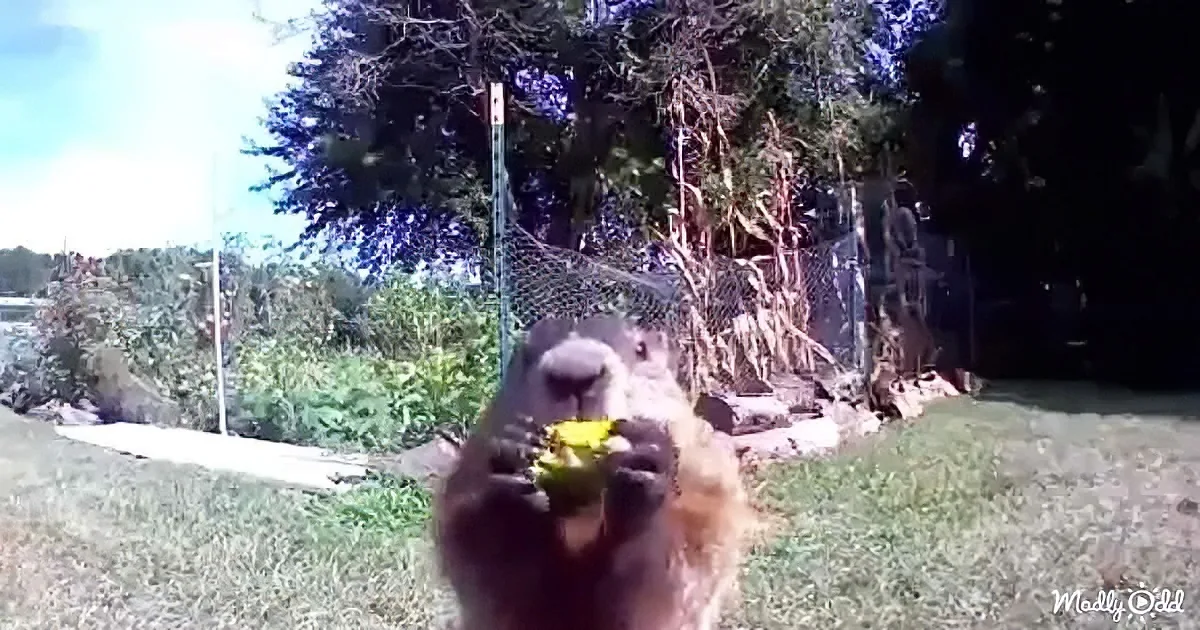 A groundhog holds a yellow flower in its mouth, standing on grass near a fence and trees.