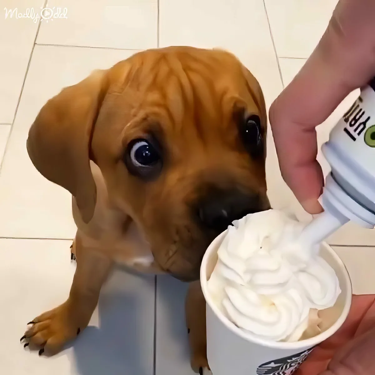 A curious dog gazes at a hand holding a cup of whipped cream.