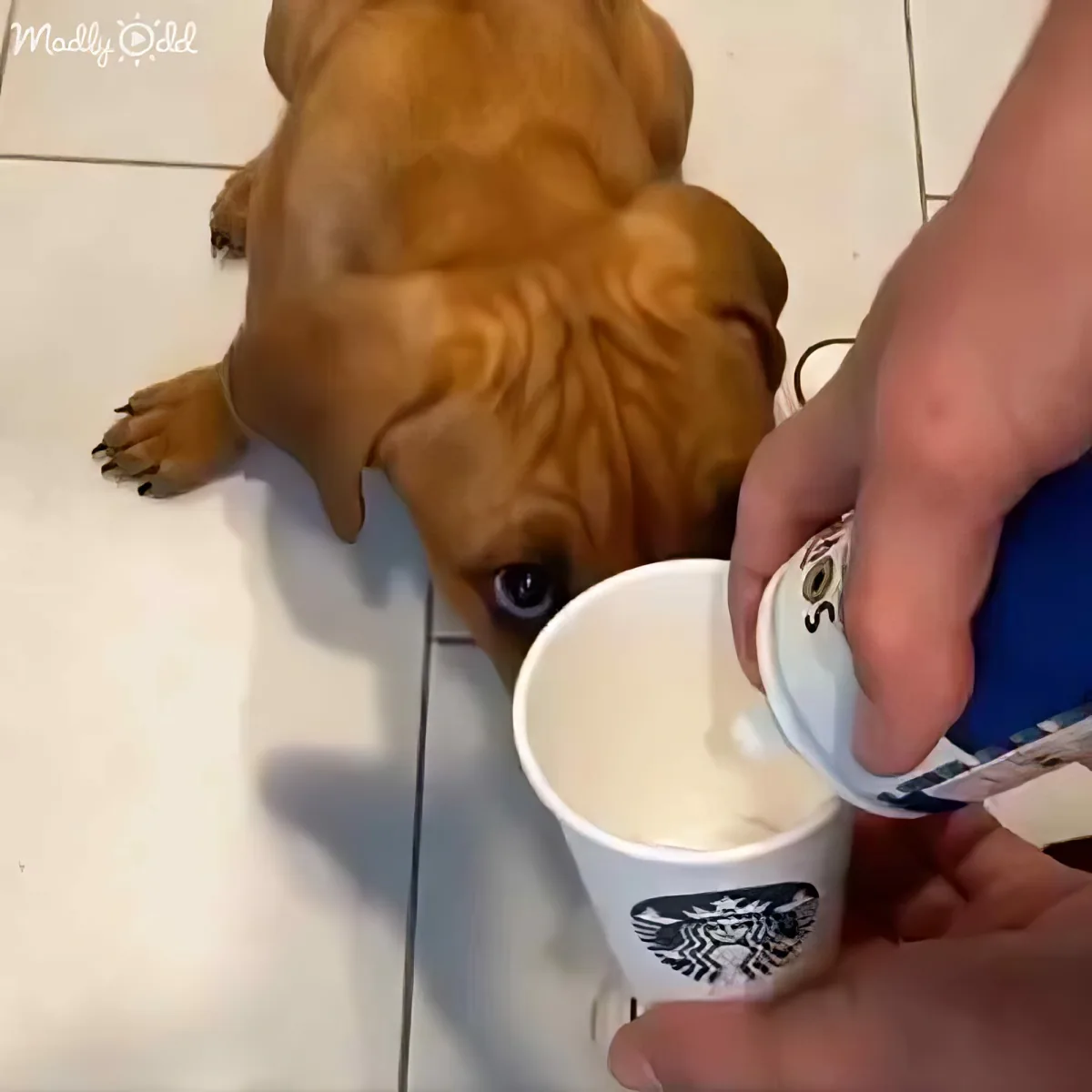 A dog watches as a hand pours a drink into a Starbucks cup.