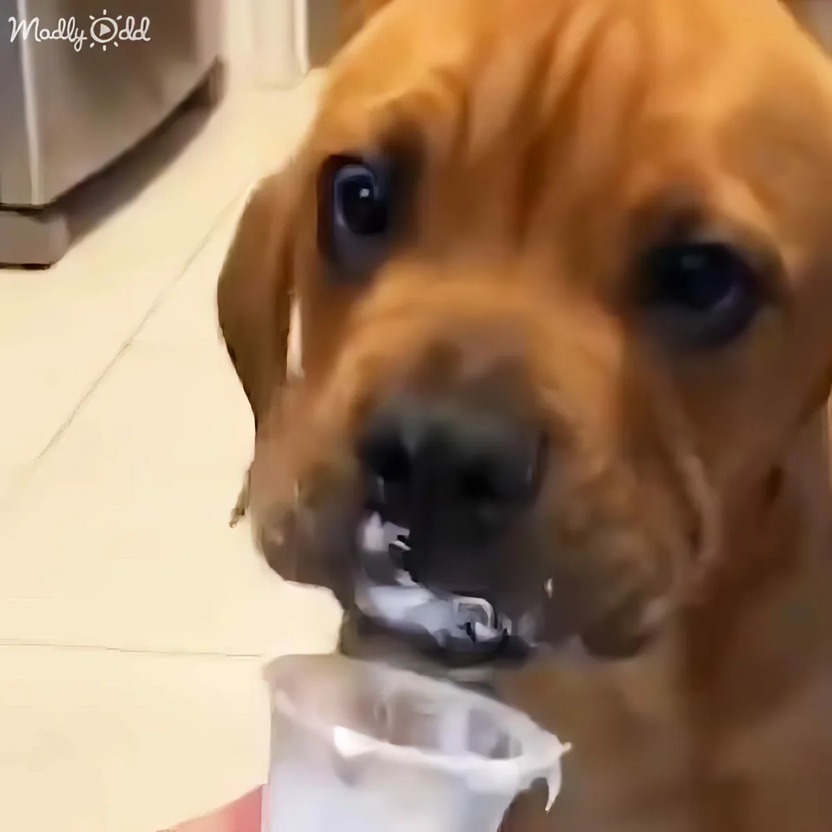 A puppy with a curious expression holds a small bottle in its mouth.