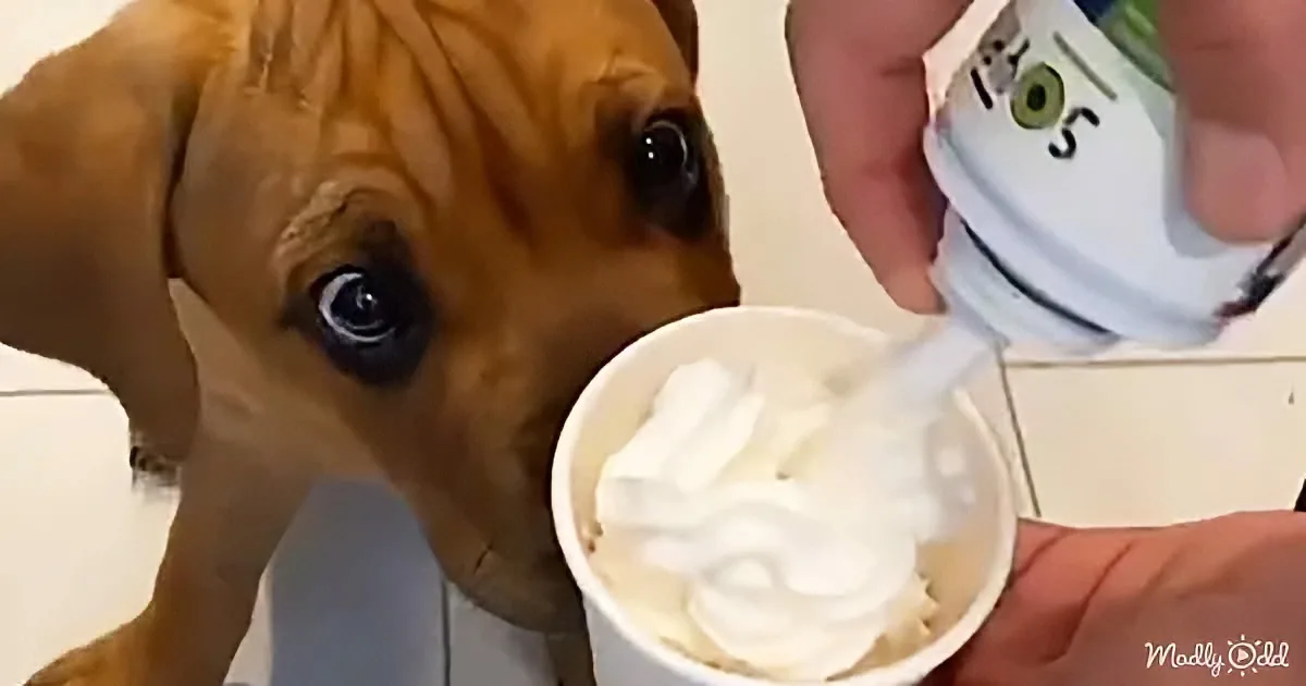 A puppy eagerly watches as someone pours yogurt into a bowl.