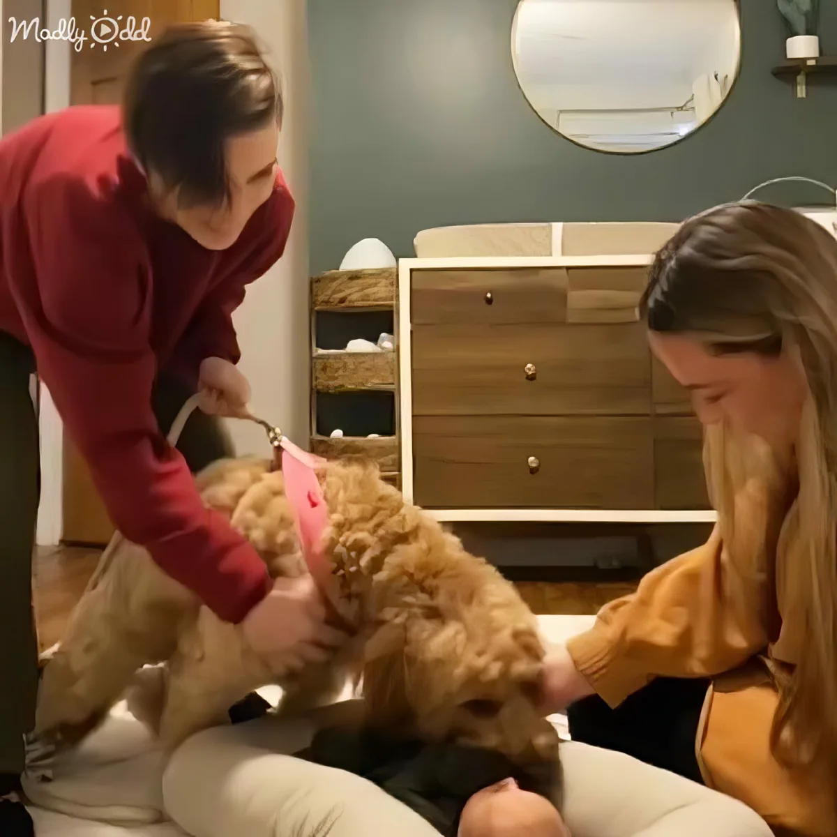 Dog and baby