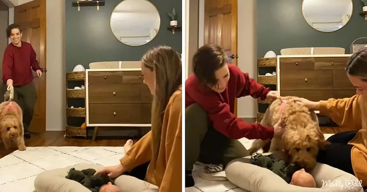 Two women interact with a dog on a bed, one holding the dog while the other pets it.