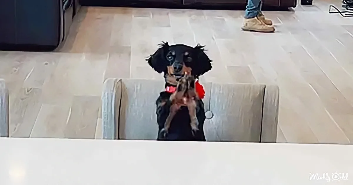 A small black dog with floppy ears sits on a light-colored couch, holding a small brown object in its mouth.