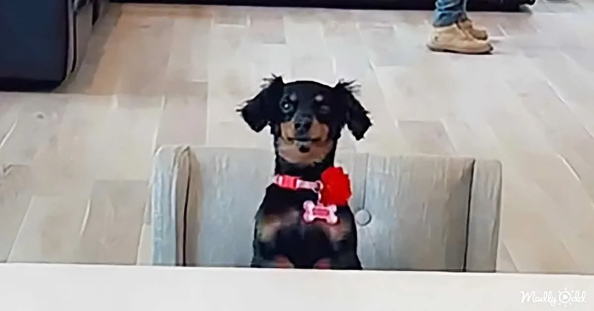A small black dog with floppy ears and a red collar sits on a white couch, looking up.