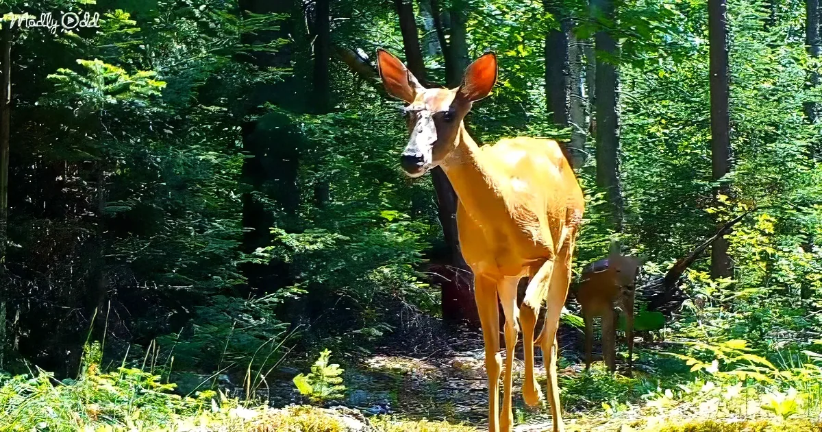 A deer stands alert in a forest, surrounded by greenery, with another deer partially visible in the background.