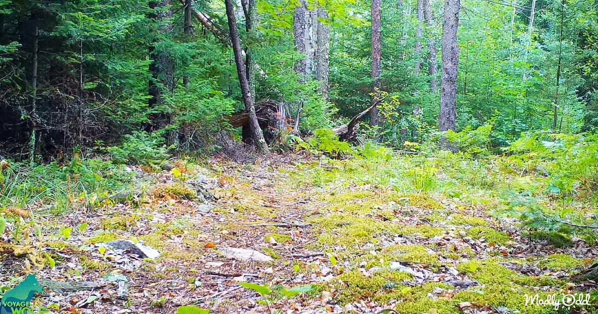 Trail Camera Captures an Amazing Parade of Animals Crossing a Forest Path