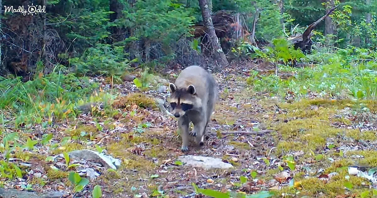 A raccoon walks on a forest trail, surrounded by greenery and fallen leaves.