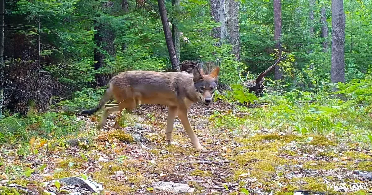 A wolf walks through a forested area with green foliage and fallen leaves on the ground.