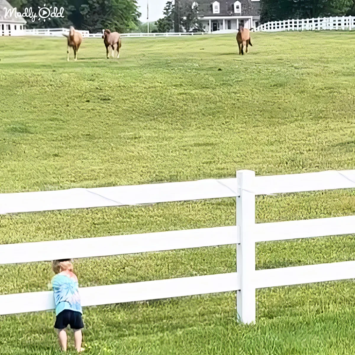 A child leans over a white fence, watching horses in a grassy field near a house.