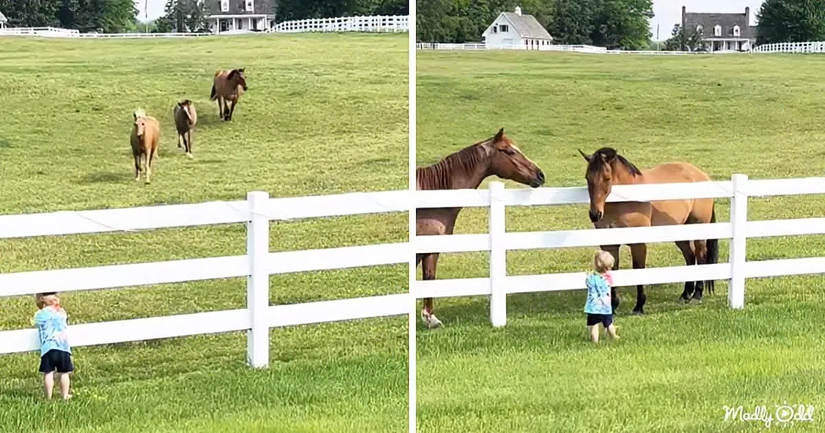 A child stands near a white fence, observing horses in a lush green field with a farmhouse in the background.