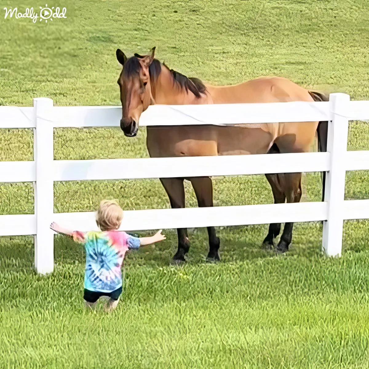 A child in a tie-dye shirt reaches out to a horse behind a white fence in a grassy field.