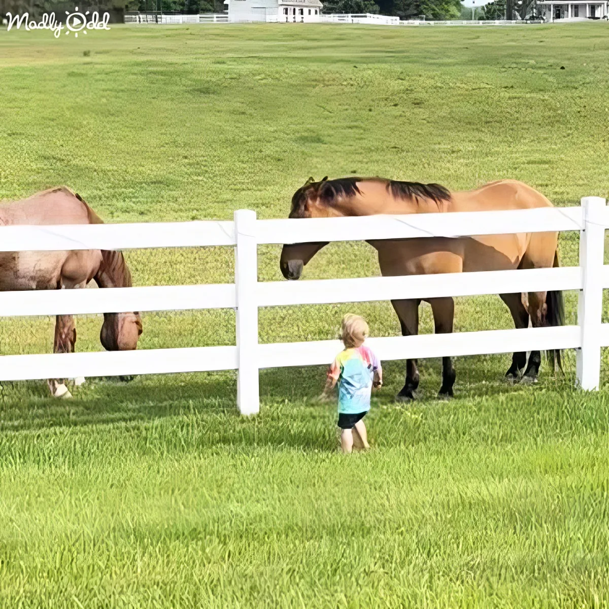 A toddler in a colorful shirt stands near a white fence, facing horses grazing in a lush green field.