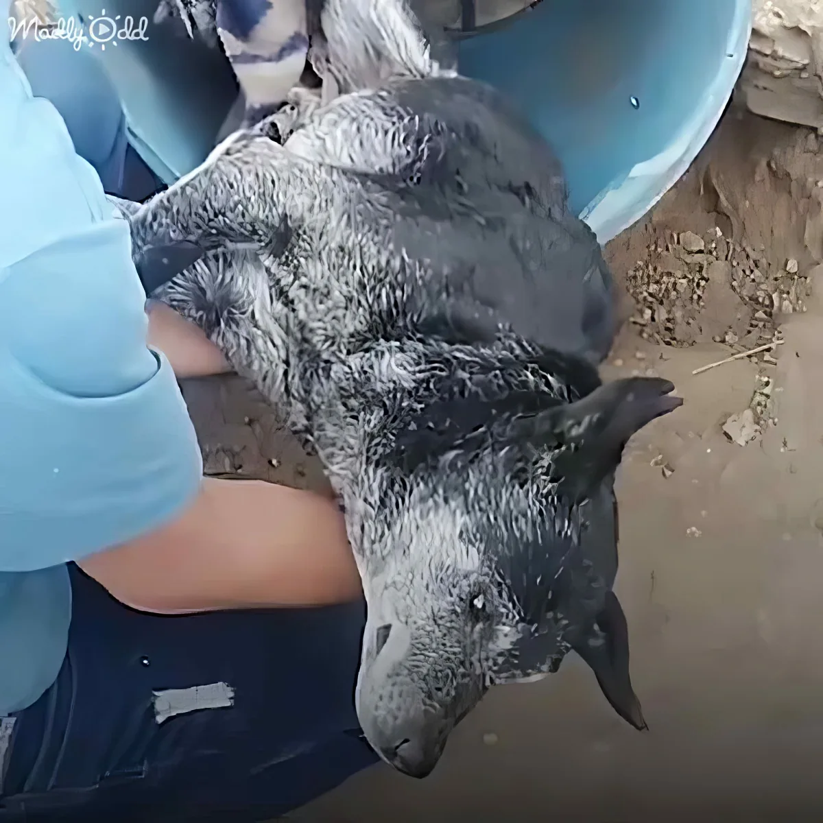 A person holds a wet, dark-furred animal, possibly a koala, with its head tilted back.