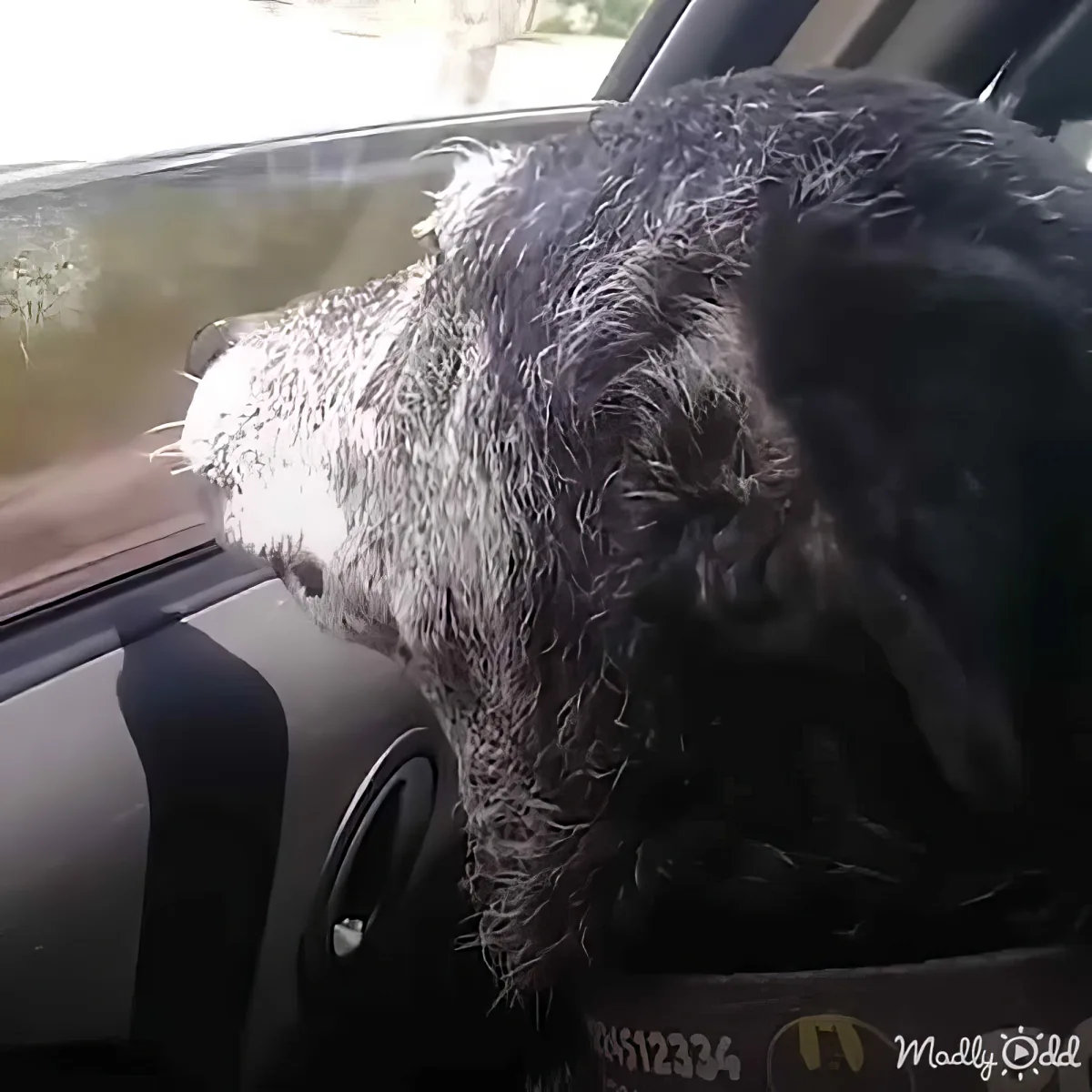 A wet black dog leans out of a car window, looking out with its head and part of its body visible.