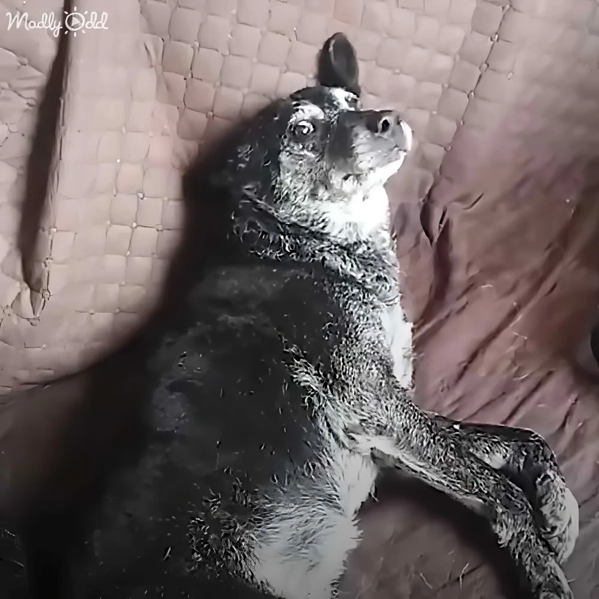 A wet, black and white penguin lies on a quilted surface, looking up with a curious expression.