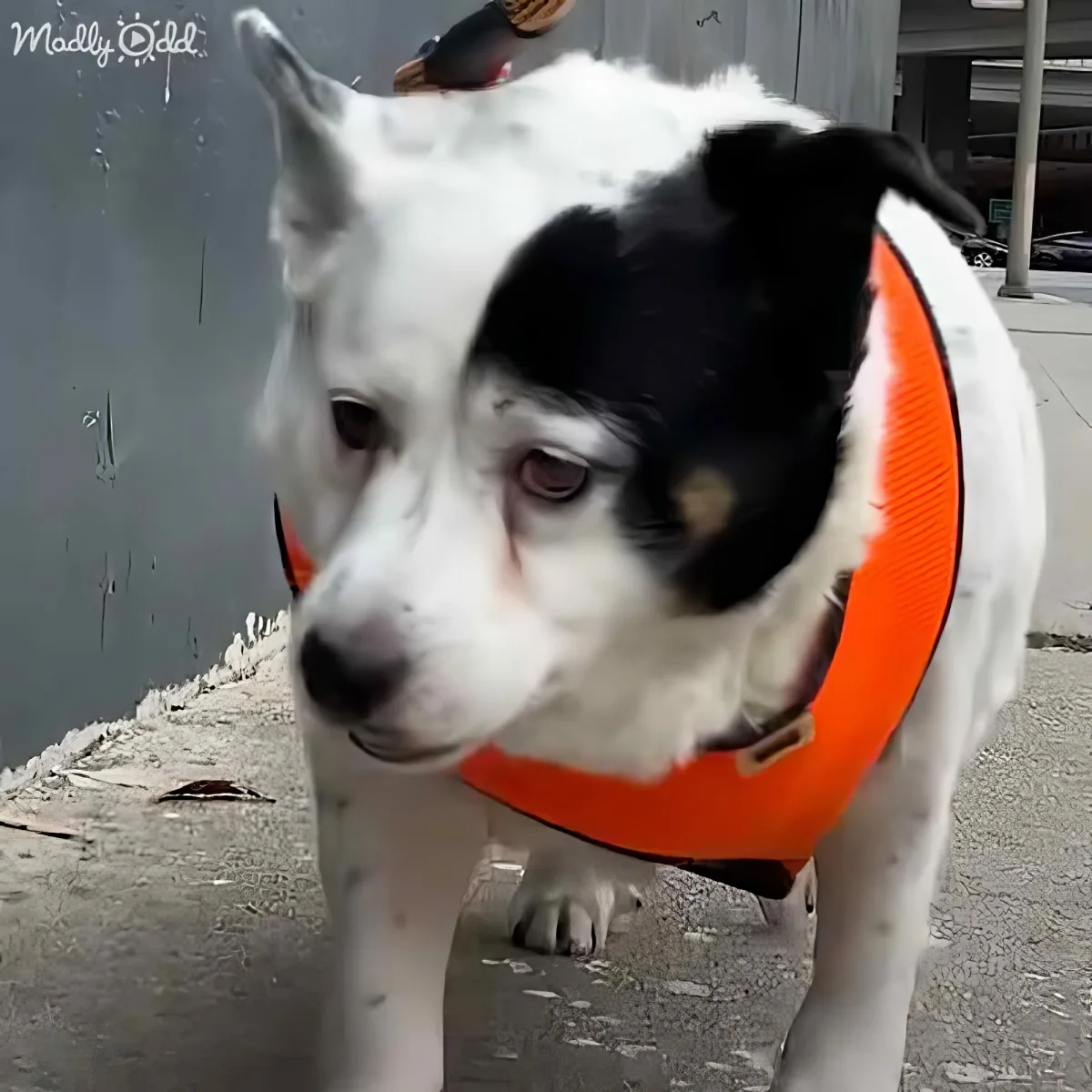 A husky dog wearing an orange safety vest stands on a sidewalk, looking to the side.