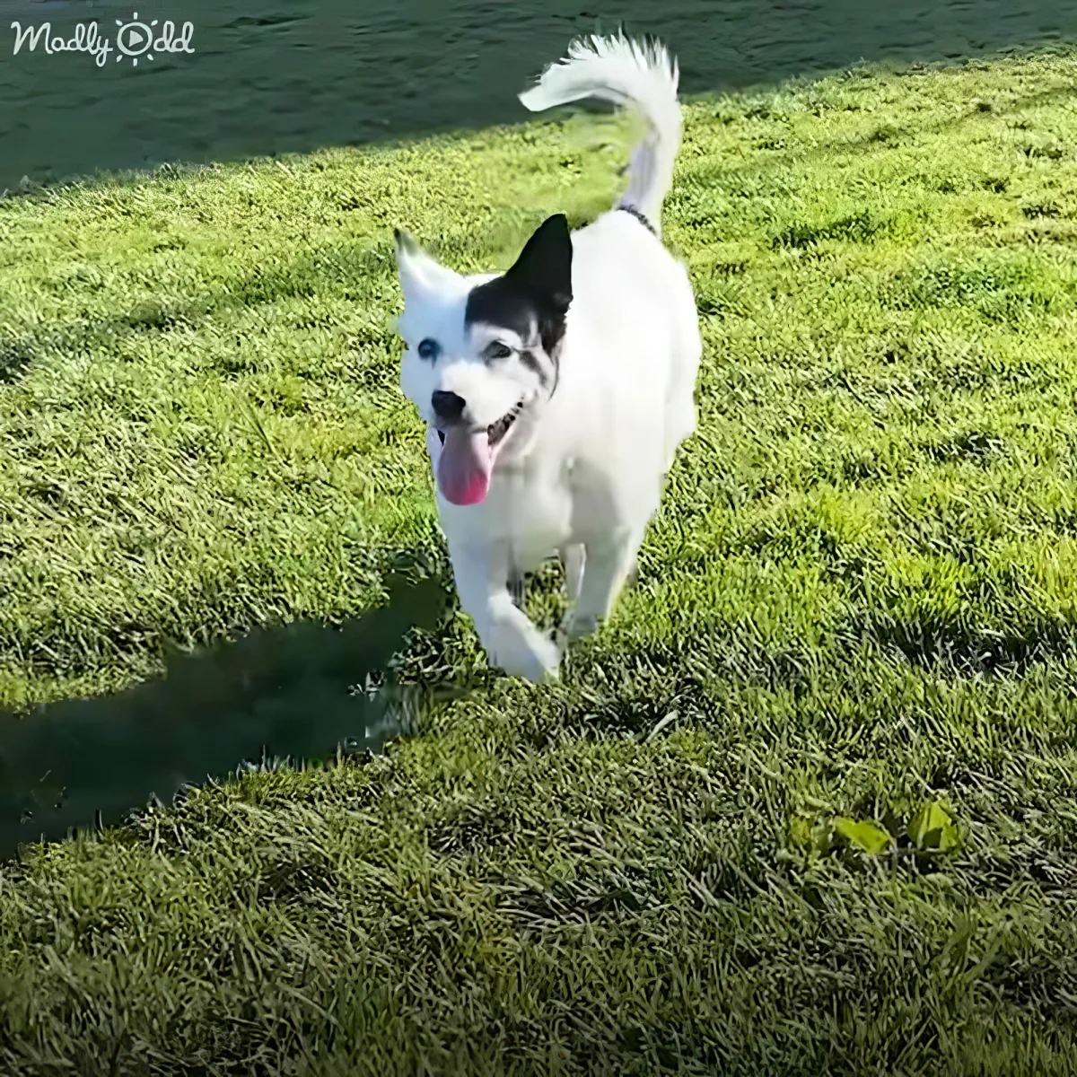 A white and black dog with a pink tongue runs joyfully on a lush green lawn.