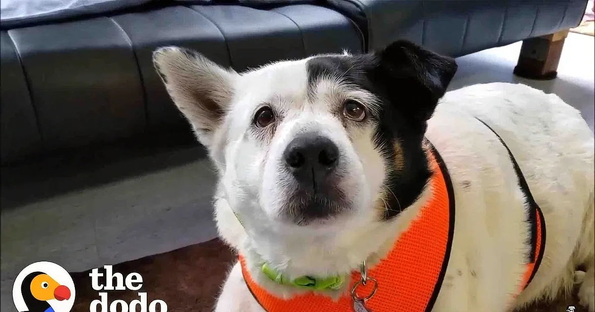 Plump Rescue Dog Ages Backward When She Goes on a Diet