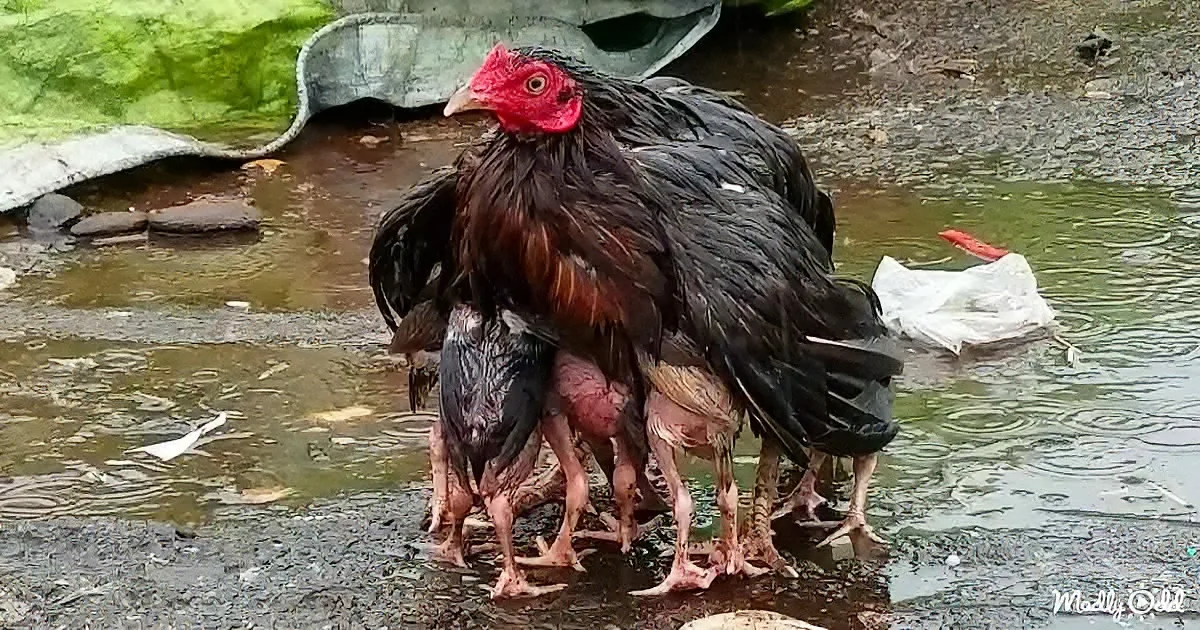 A mother chicken with chicks under her wings stands in a puddle, surrounded by wet ground and debris.