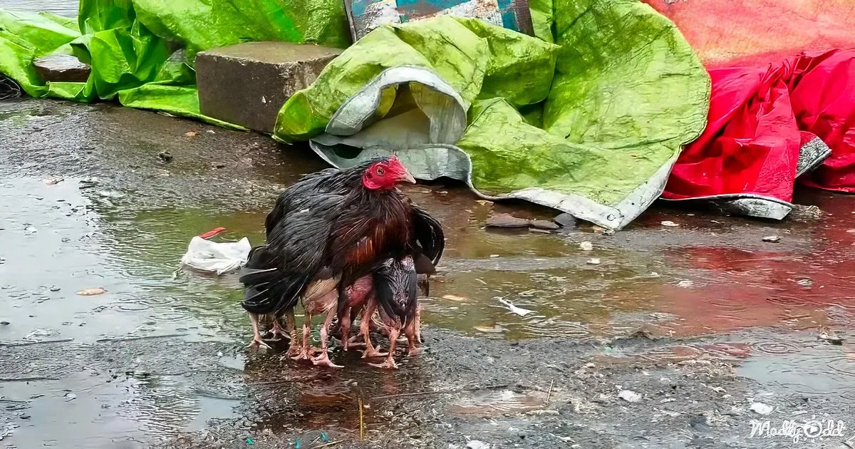 A mother chicken with chicks under her wings stands in a wet, muddy area near green and red tarps.