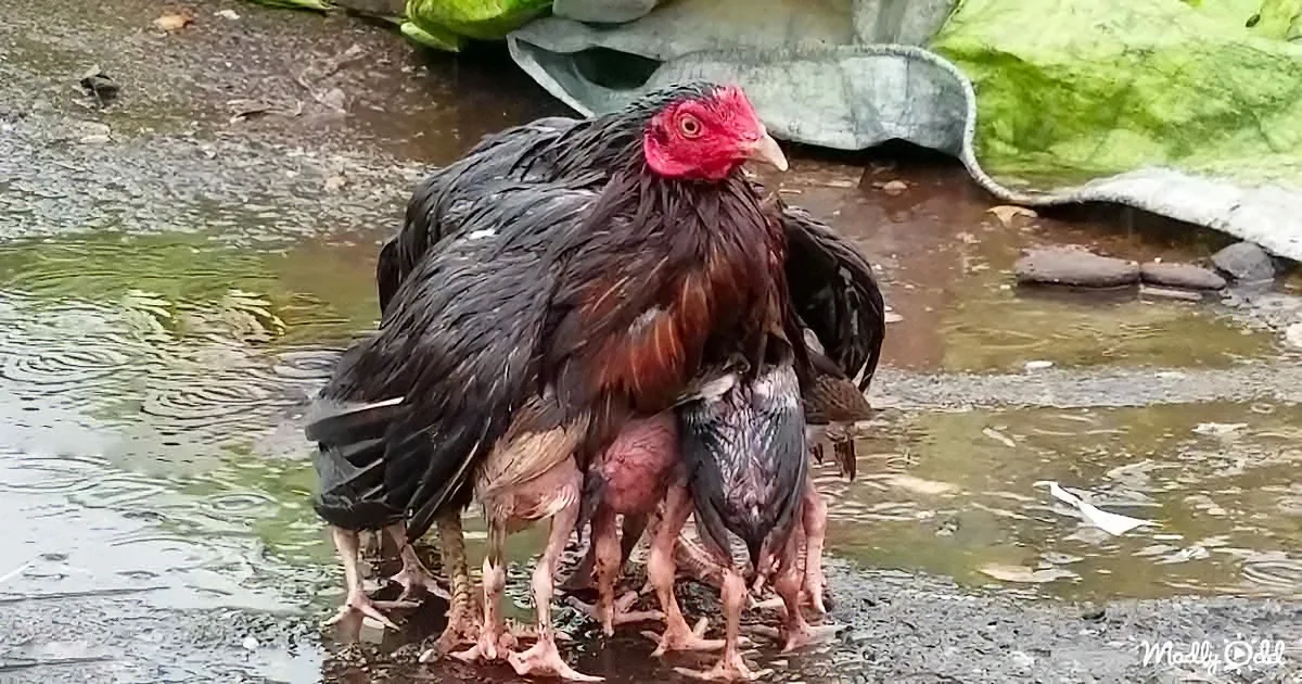 Mama Hen Keeps Her Babies Safe From the Rain