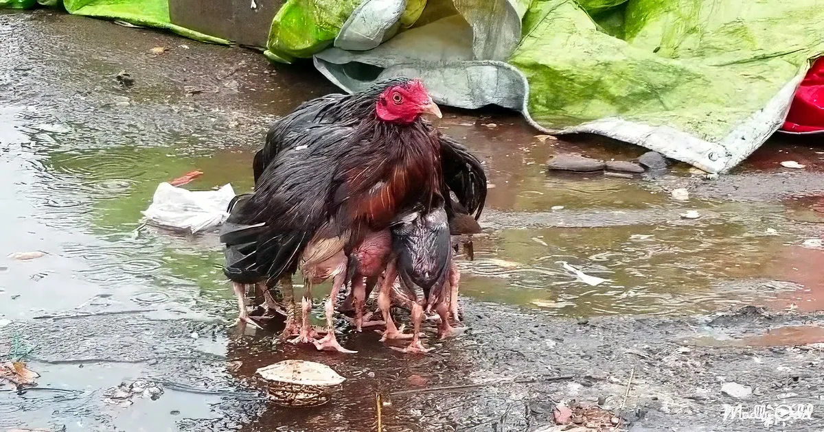 A rooster with a red comb and black feathers stands on a wet ground, surrounded by chickens.