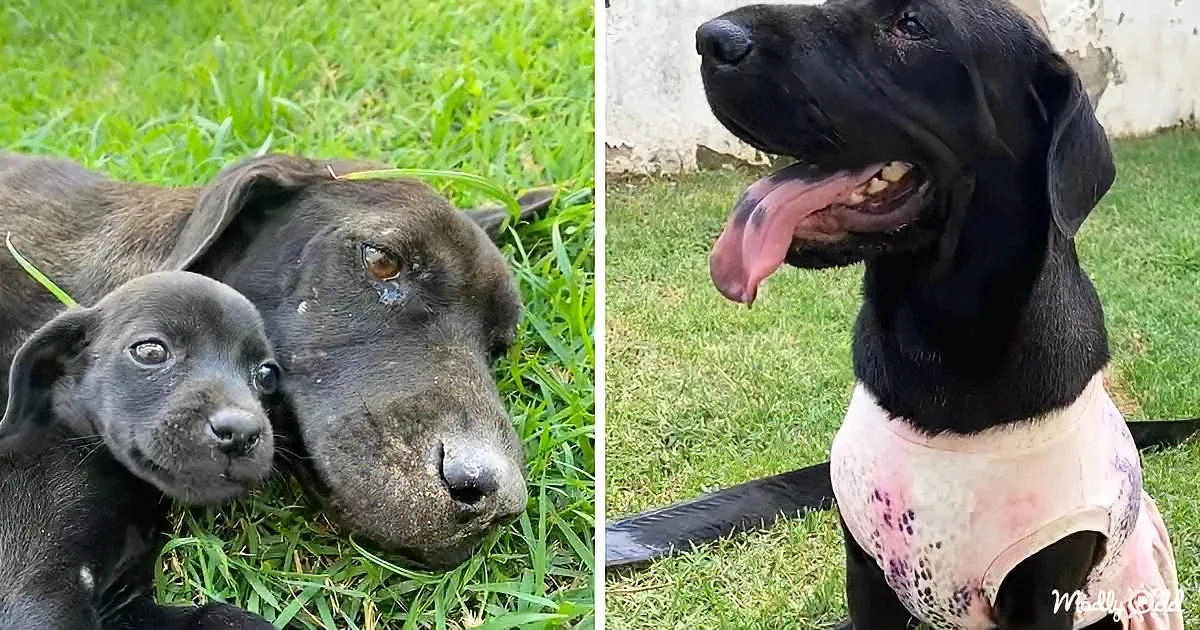 Exhausted Puppies and Weak Mama Dog Get Rescued by Angels