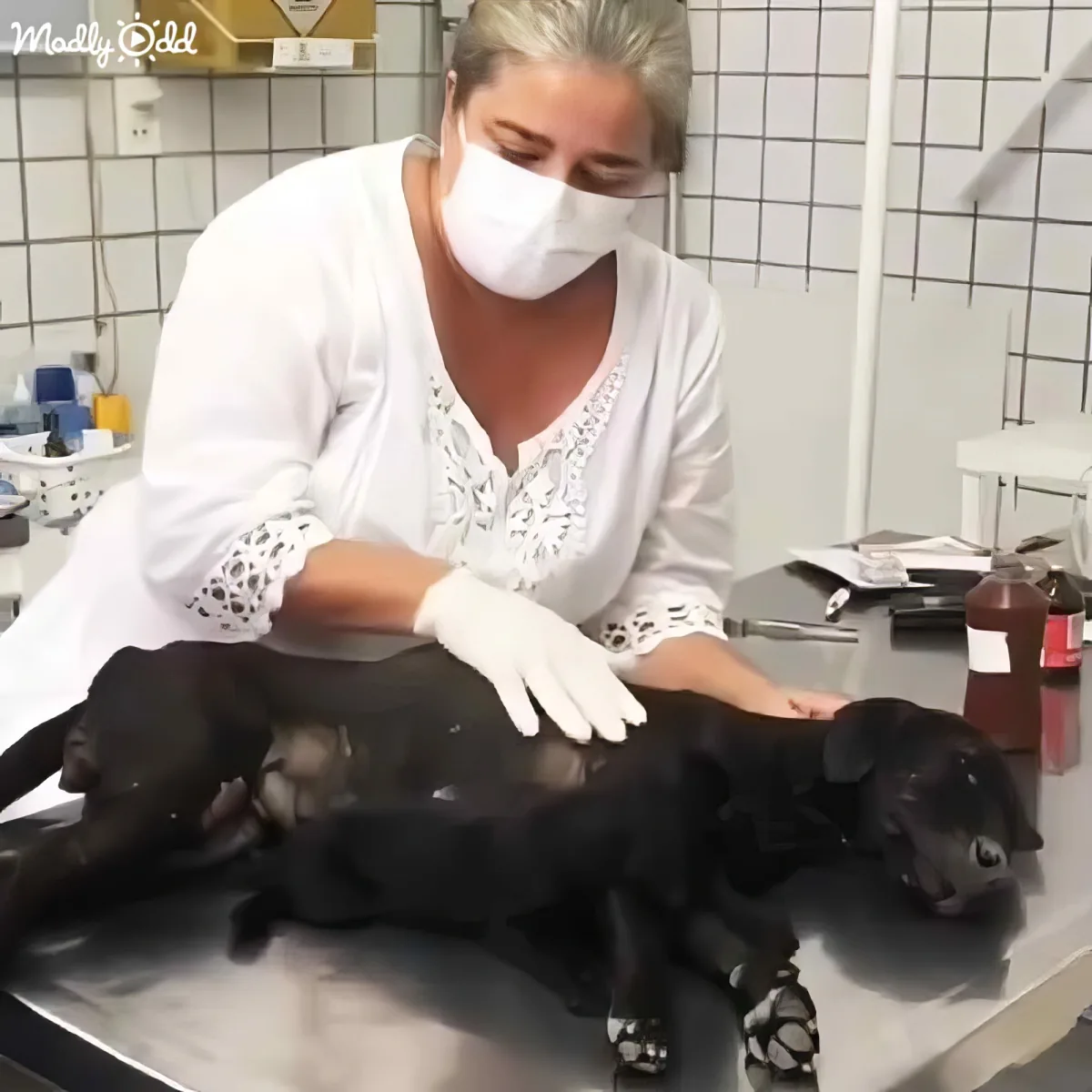 A woman in white scrubs and gloves examines a black dog on a veterinary table.