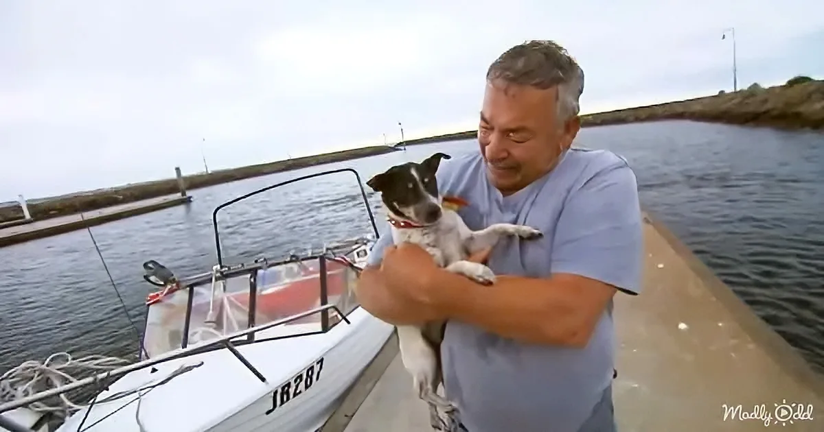 Courageous Terrier Lost at Sea Reunites With Very Emotional Dog Daddy