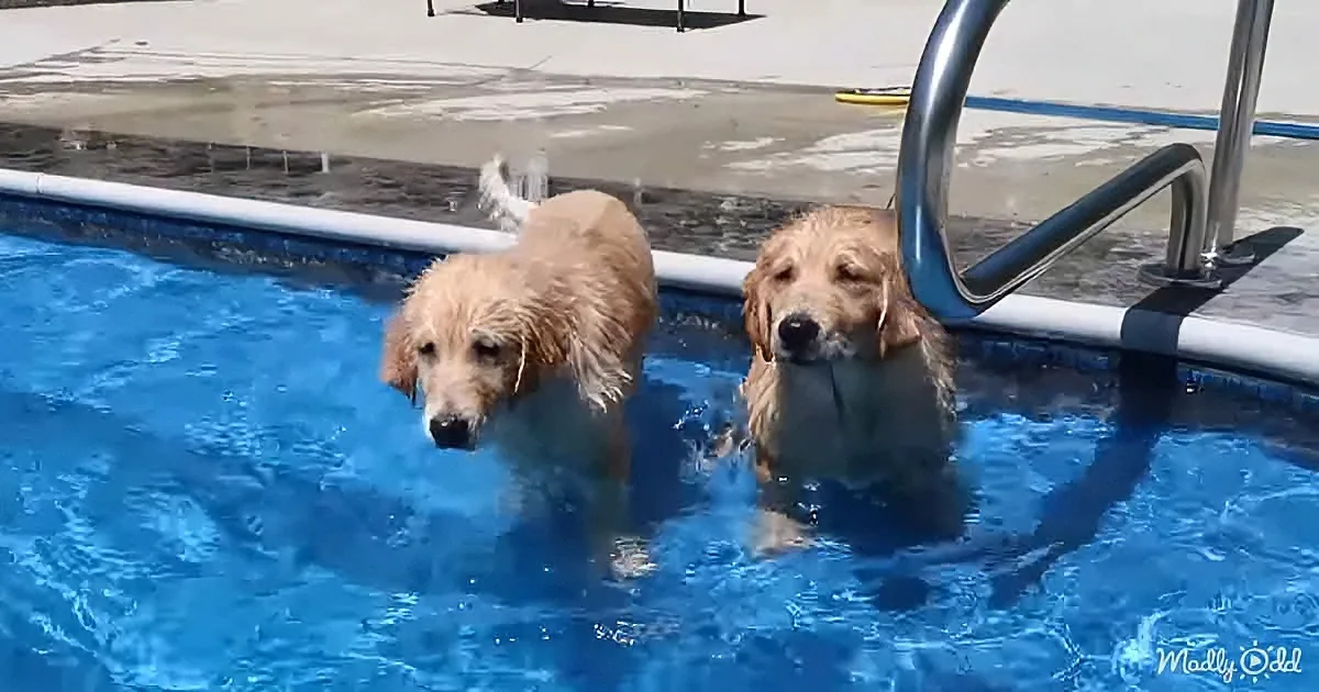 Golden Retriever puppies
