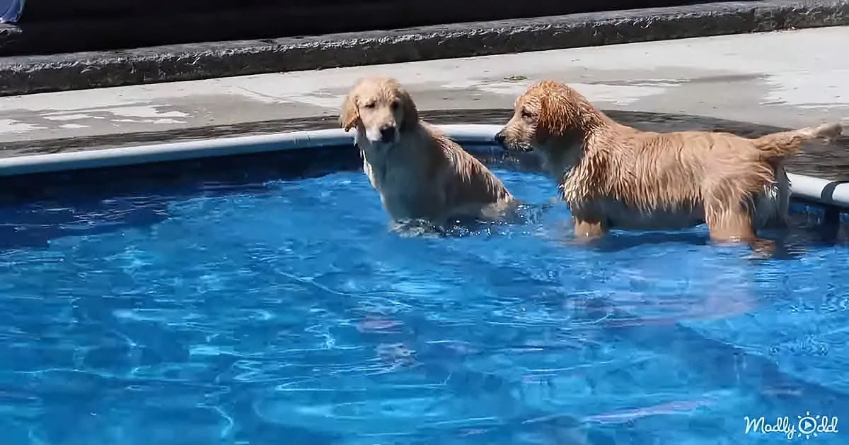 Golden Retriever puppies