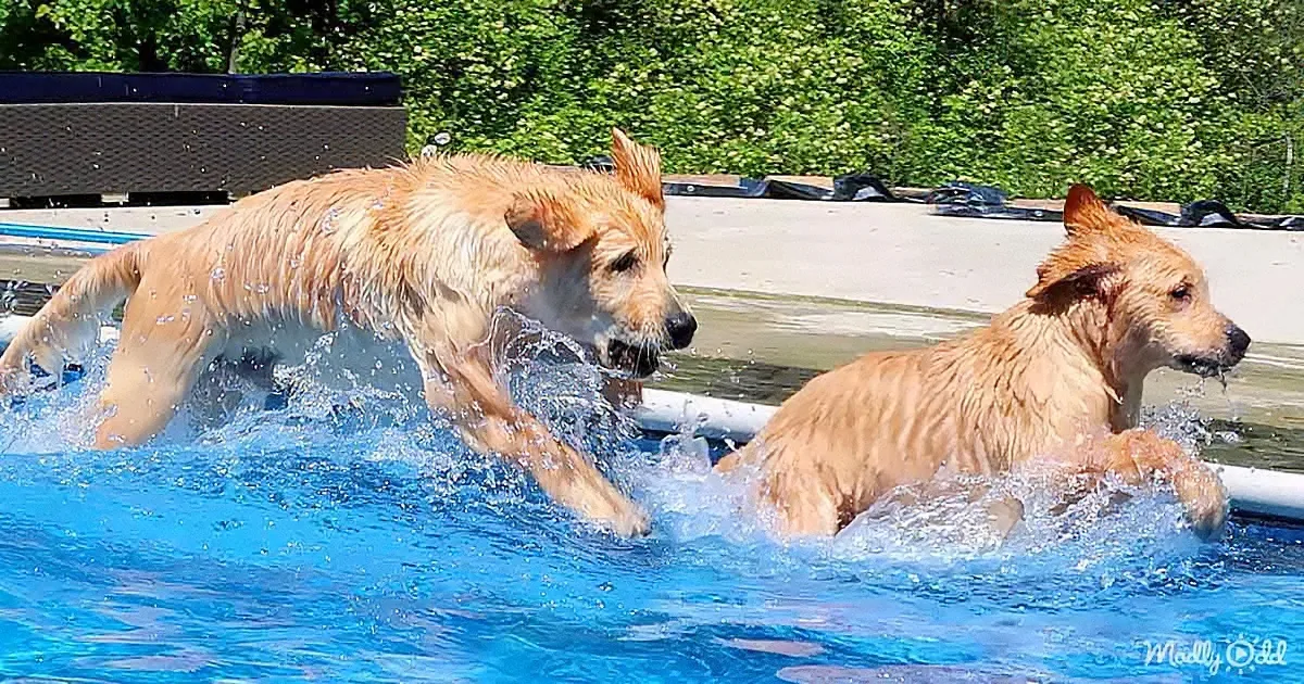 First-Time Trip to the Swimming Pool Excites a Family of Golden Retriever Puppies