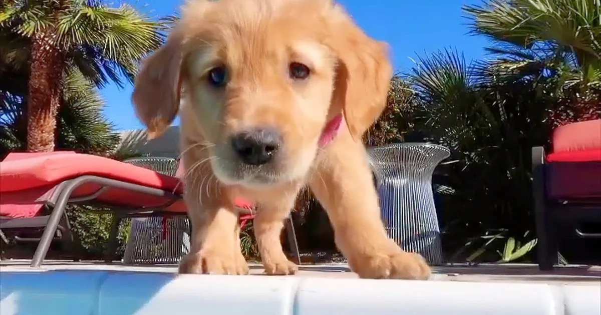 The Way This Golden Retriever Puppy Dives Into the Pool...